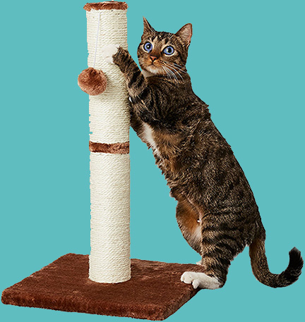 Kitty-Kat Scratching Post with toy